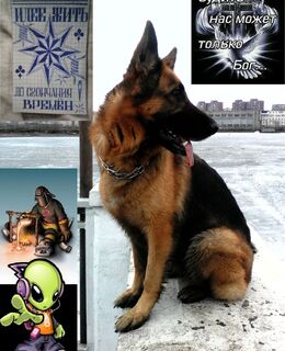 ruslan_ras_83@mail.ru — фото 2