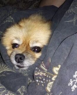 Андрей Мерзляков