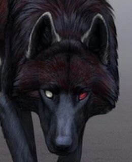 Антон Комаров